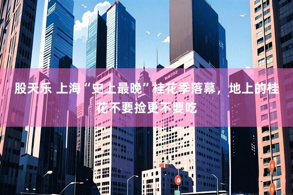 股天乐 上海“史上最晚”桂花季落幕,地上的桂花不要捡更不要吃