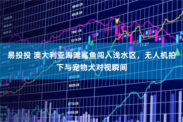 易投投 澳大利亚海滩鲨鱼闯入浅水区,无人机拍下与宠物犬对视瞬间